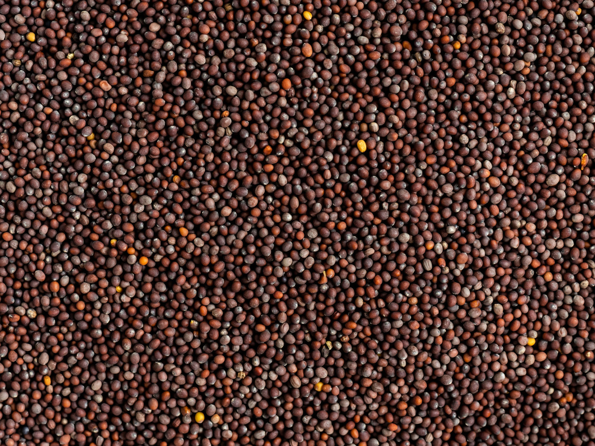 Mustard Seeds In Urdu