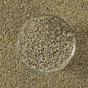 Bajra