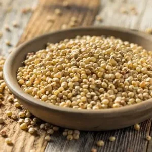 Sorghum